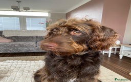 Australian Labradoodle dogs for sale: Australian Labradoodle 12 months - Image 4