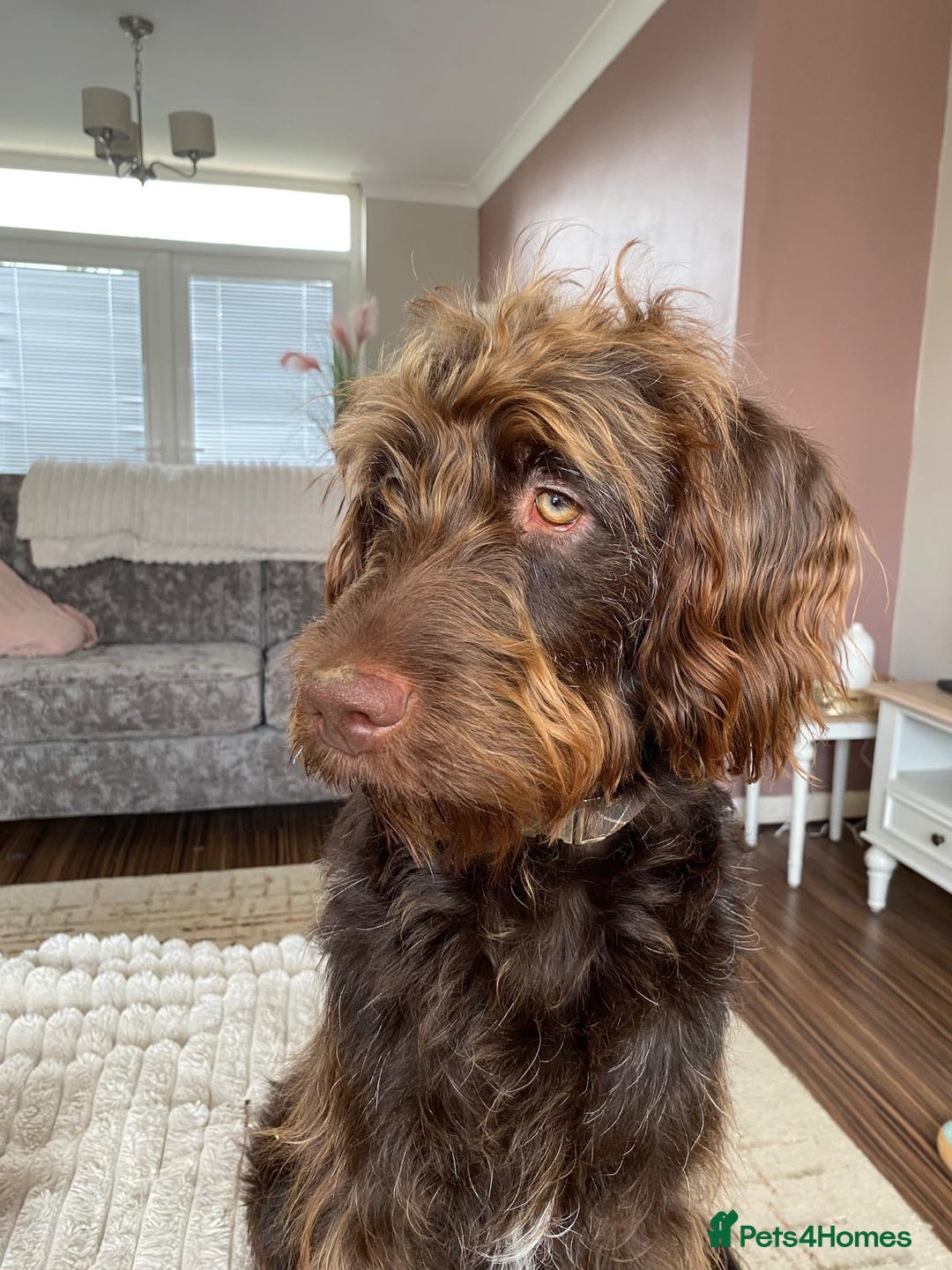Australian Labradoodle dogs for sale: Australian Labradoodle 12 months - Image 4