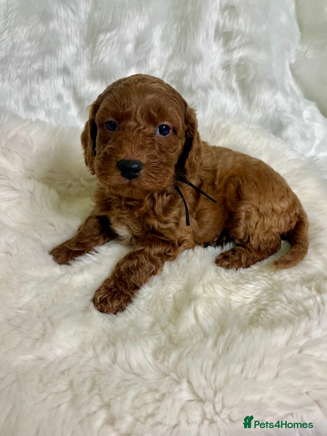 Goldendoodle dogs for sale: multigenerational Australian Golden doubledoodles - Advert 22