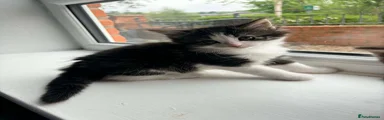 Norwegian Forest Cat Kitten 4