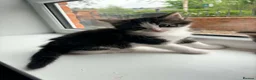 Norwegian Forest Cat cats for sale: Norwegian forest cat mixed - Advert 8