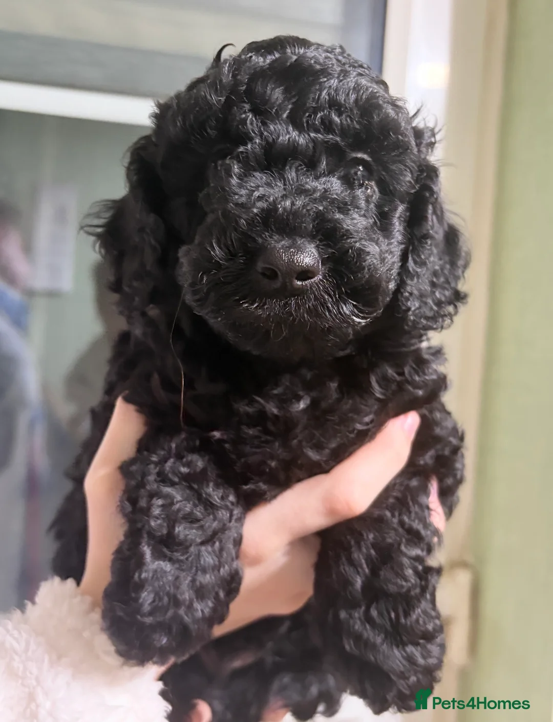 Toy Poodle dogs for stud: Gorgeous Red Toy Poodle KG REG & Health tested  - Advert 15