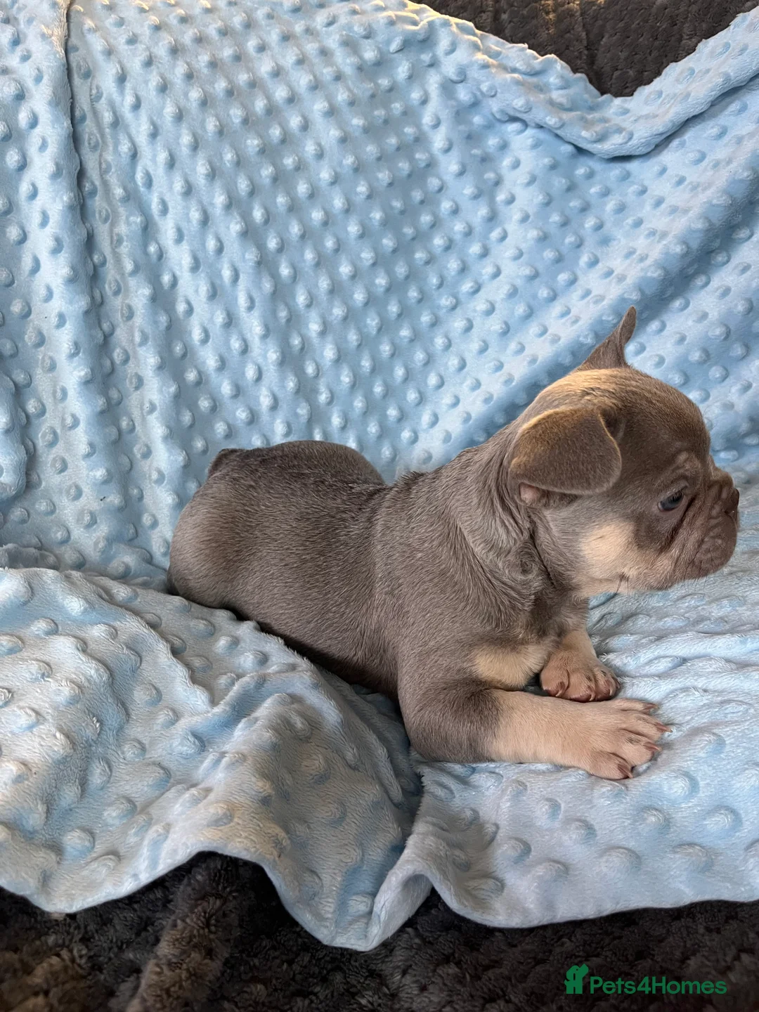 French Bulldog dogs for sale: Adorable French Bulldog puppies - Advert 7
