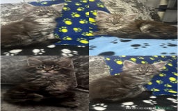 Maine Coon cats for sale: XXL Maine Coon Kittens Double TICA Champion lines  - Image 5