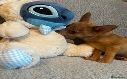 Mixed Breed dogs for sale: Chihuahua x  - Image 17