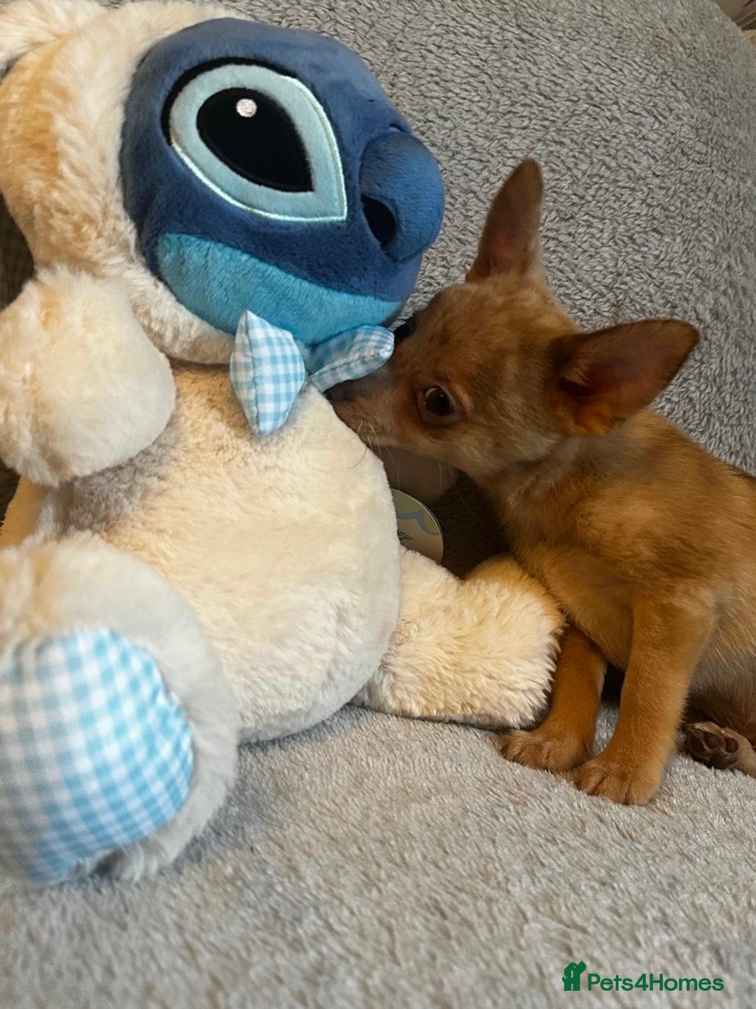 Mixed Breed dogs for sale: Chihuahua x  - Image 17