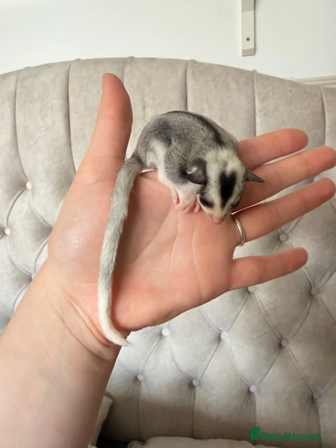 Sugar Glider rodents for sale: Female mosaic sugar glider  - Advert 9