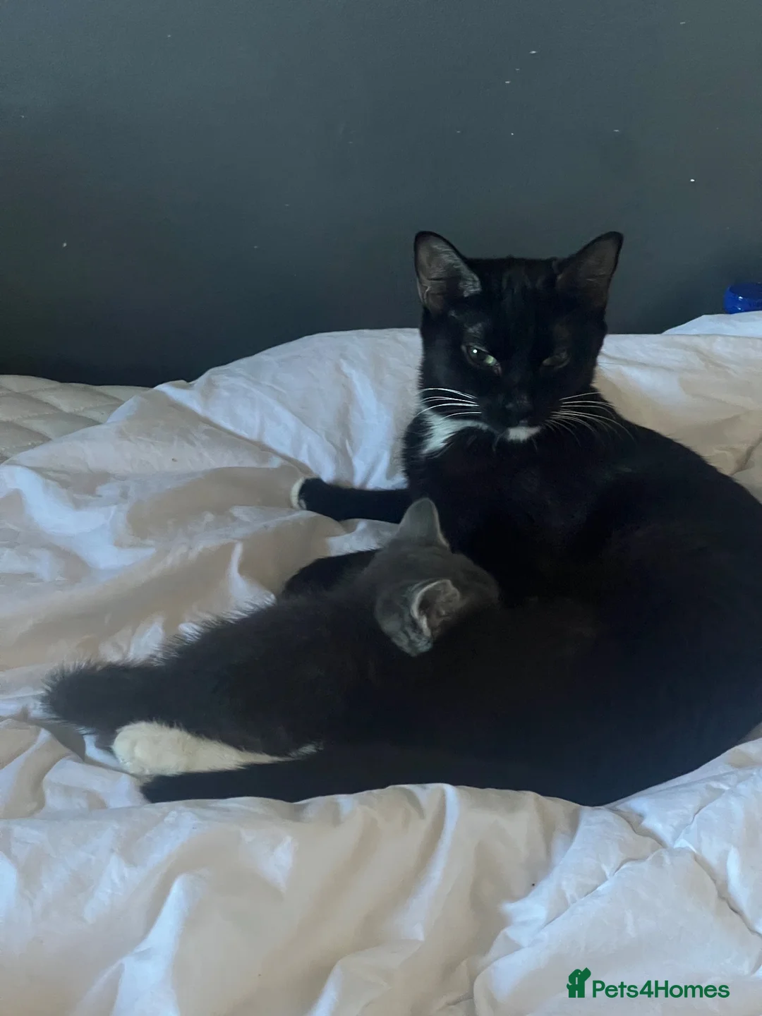 Mixed Breed cats for sale: Cute and playful kitten for adoption  - Advert 6