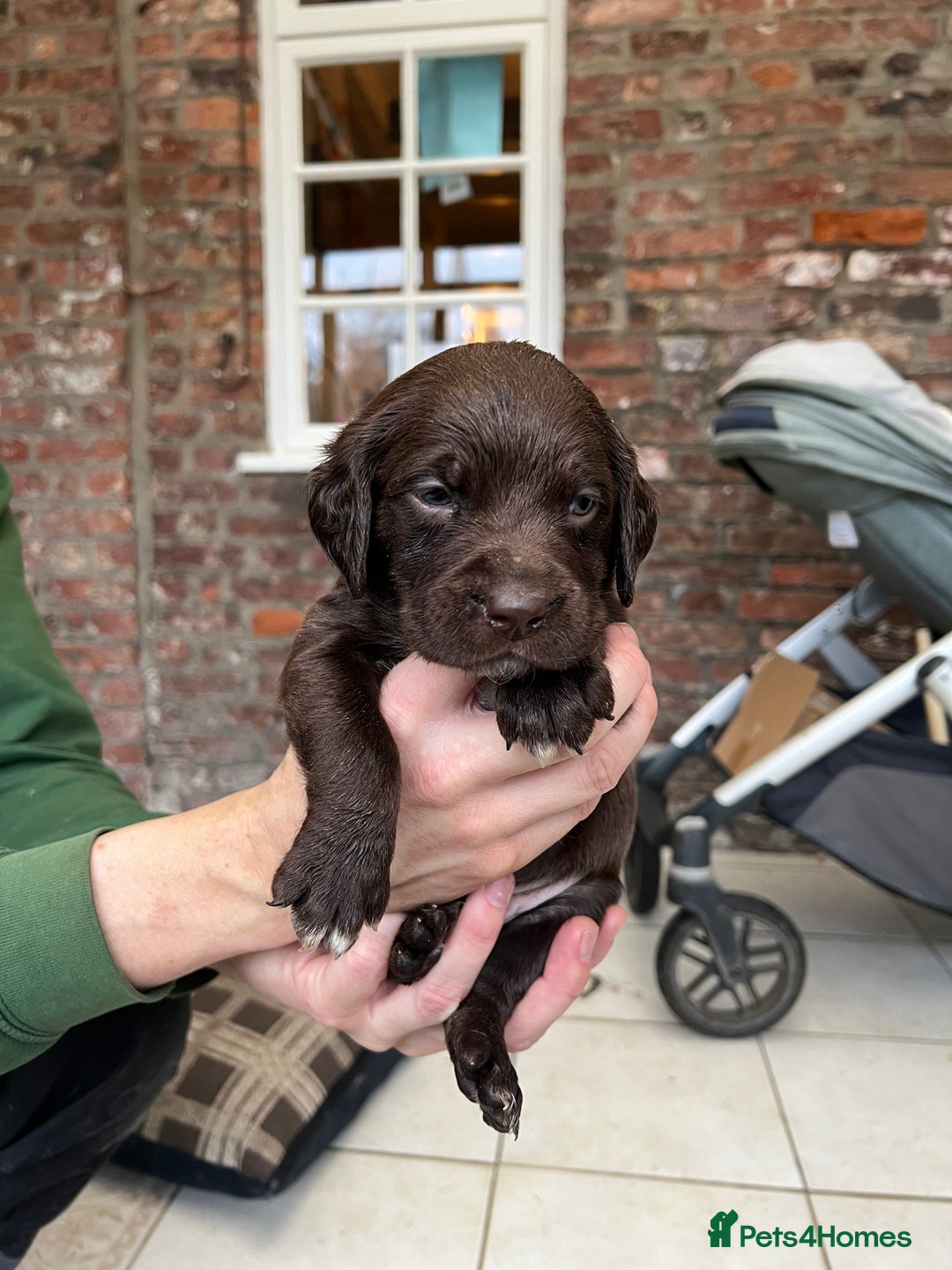 Springador dogs for sale: Quality Springadors: Health Tested, Working Lines - Advert 12