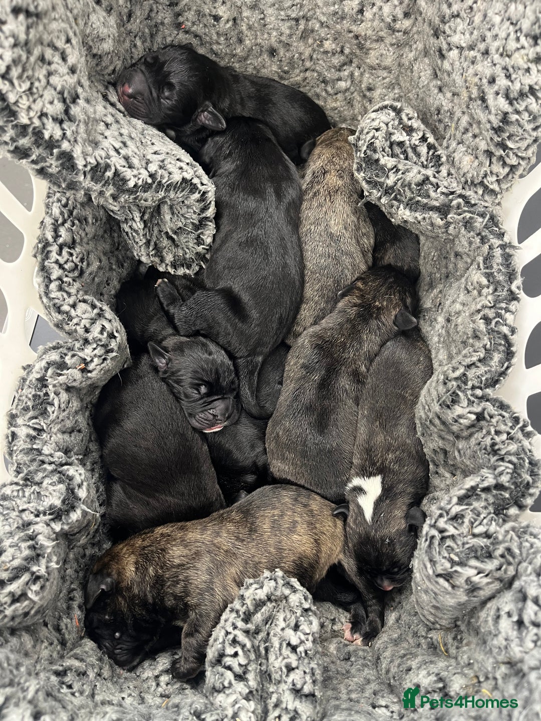 Cane Corso dogs for sale: Full Cane Corso Puppies x5 girls x5 Boys - Advert 5