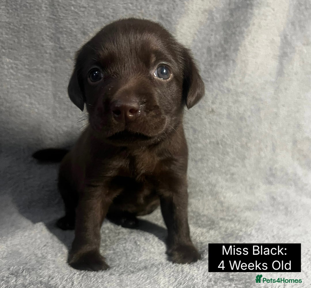 Labrador Retriever dogs for sale: 🖤🤎Superb, Kc Reg, Health Tested, Lab Pups🤎🖤 - Advert 25