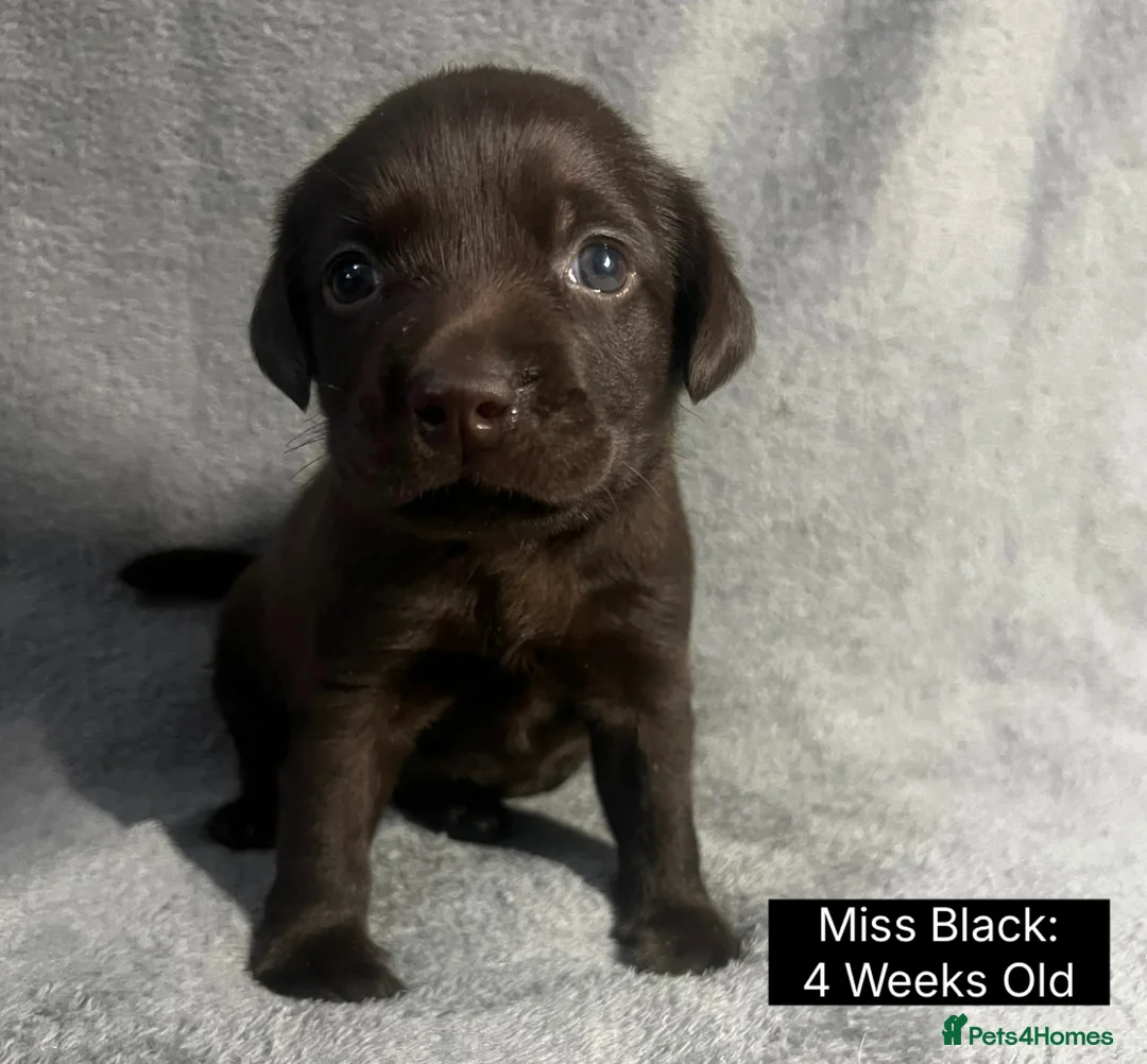 Labrador Retriever dogs for sale: 🖤🤎Superb, Kc Reg, Health Tested, Lab Pups🤎🖤 - Advert 25