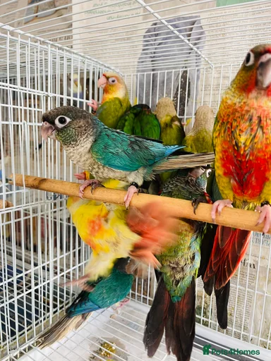 Gallery Image {{count}}