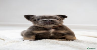 French Bulldog dogs - Advert 7