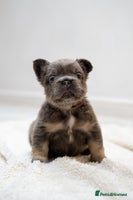 French Bulldog dogs - Advert 10