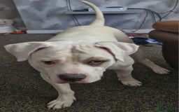 American Bulldog dogs for sale: 11 month old male american bulldog  - Image 6