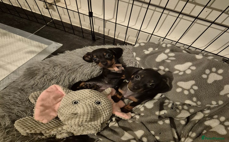 Miniature Dachshund dogs Pedigree Miniature Dachshunds 🐶❤️ - Advert 9