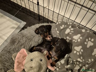 Miniature Dachshund dogs Pedigree Miniature Dachshunds 🐶❤️ - Advert 5