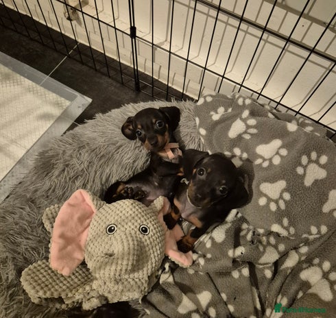 Miniature Dachshund dogs Pedigree Miniature Dachshunds 🐶❤️ - Advert 5