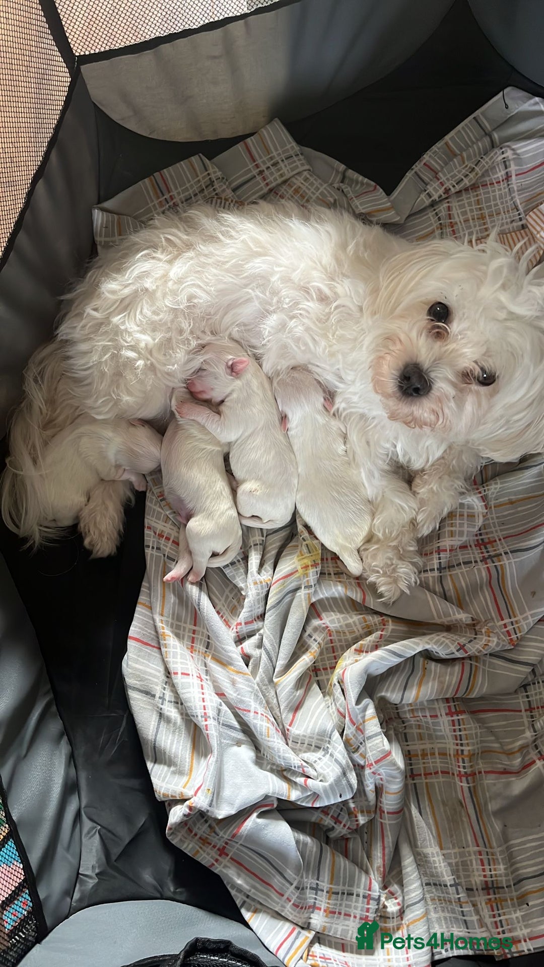 Maltese dogs for stud: Proven Full bred Maltese for stud (borehamwood) in Borehamwood - Advert 8
