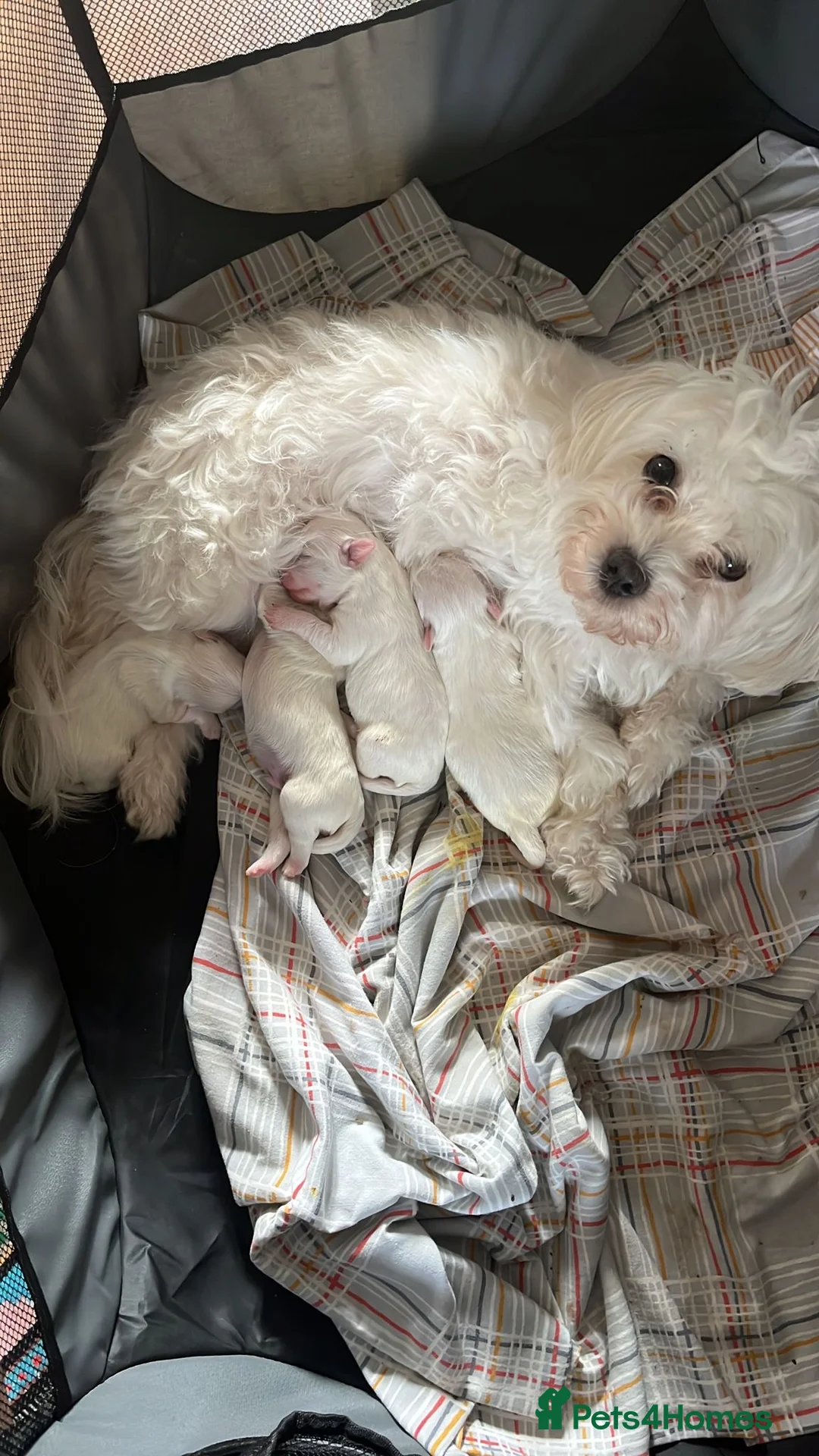 Maltese dogs for stud: Proven Full bred Maltese for stud (borehamwood) in Borehamwood - Advert 8