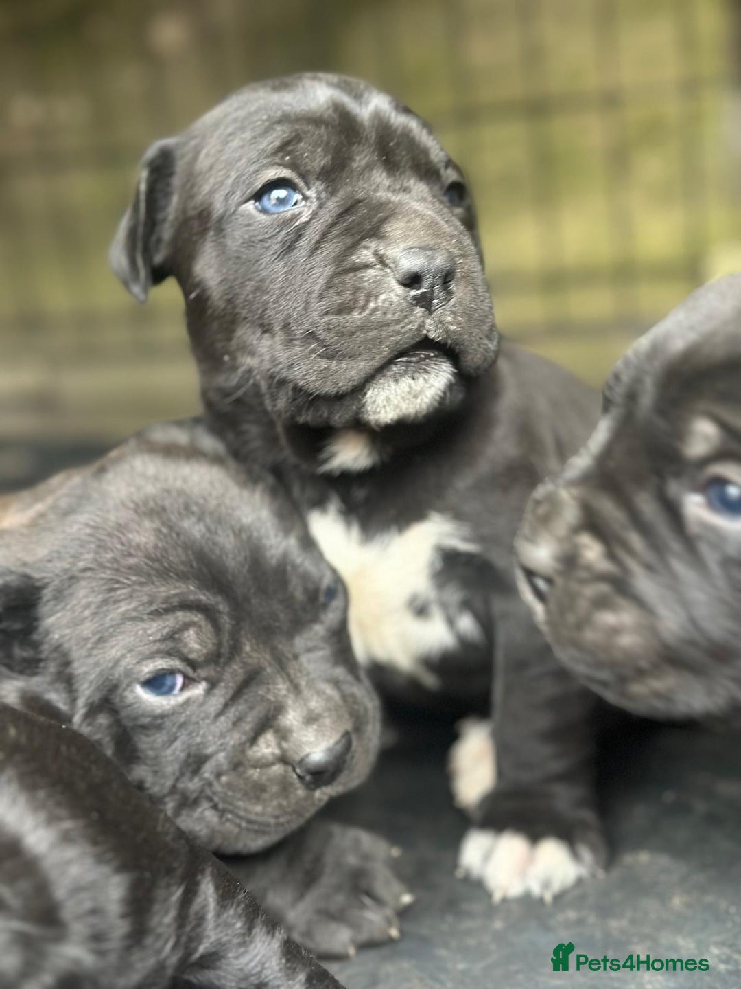 Cane Corso dogs for sale:  CANE CORSO Family Guardians  Loyal friends - Advert 7