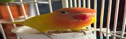 Lovebirds birds for sale: Lovely young birds for sale - Advert 4