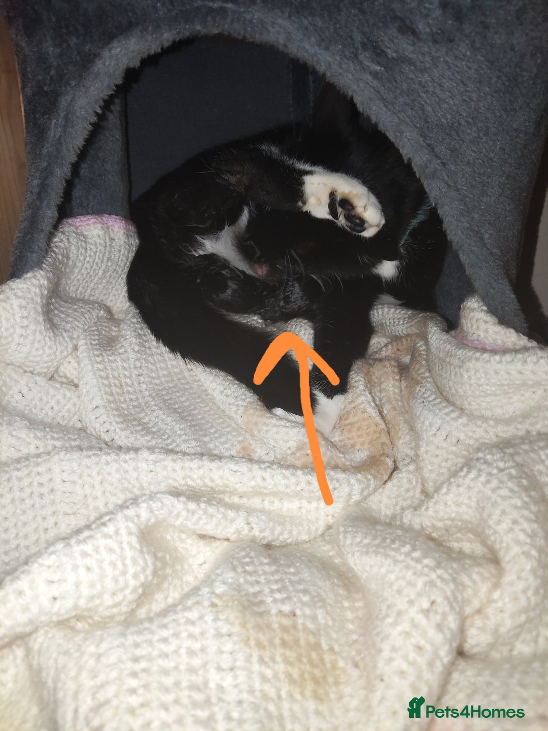 Maine Coon cats for sale: Male and female kittens looking for forever home - Image 4