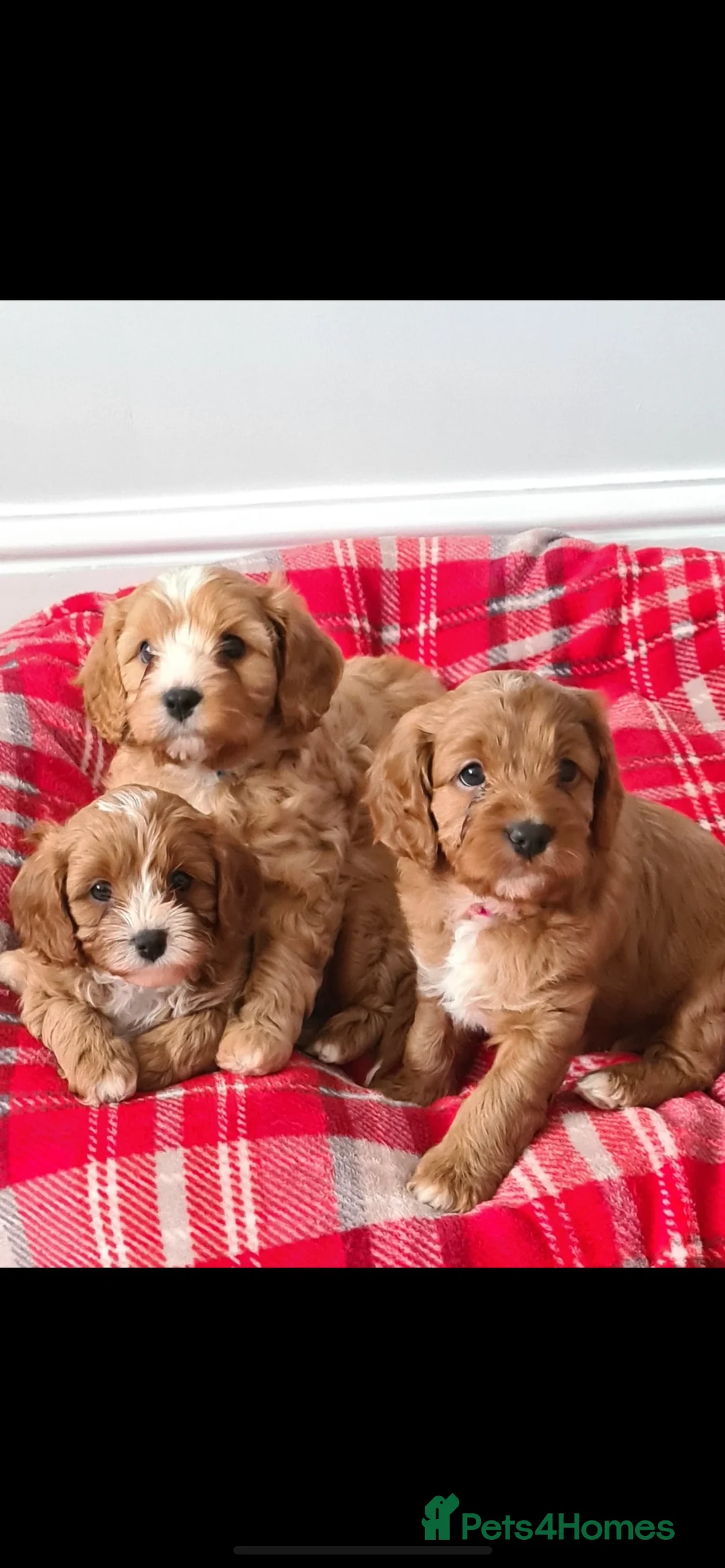 Cavapoo dogs for stud: ❤️Fully health tested red toy poodle❤️ - Advert 9