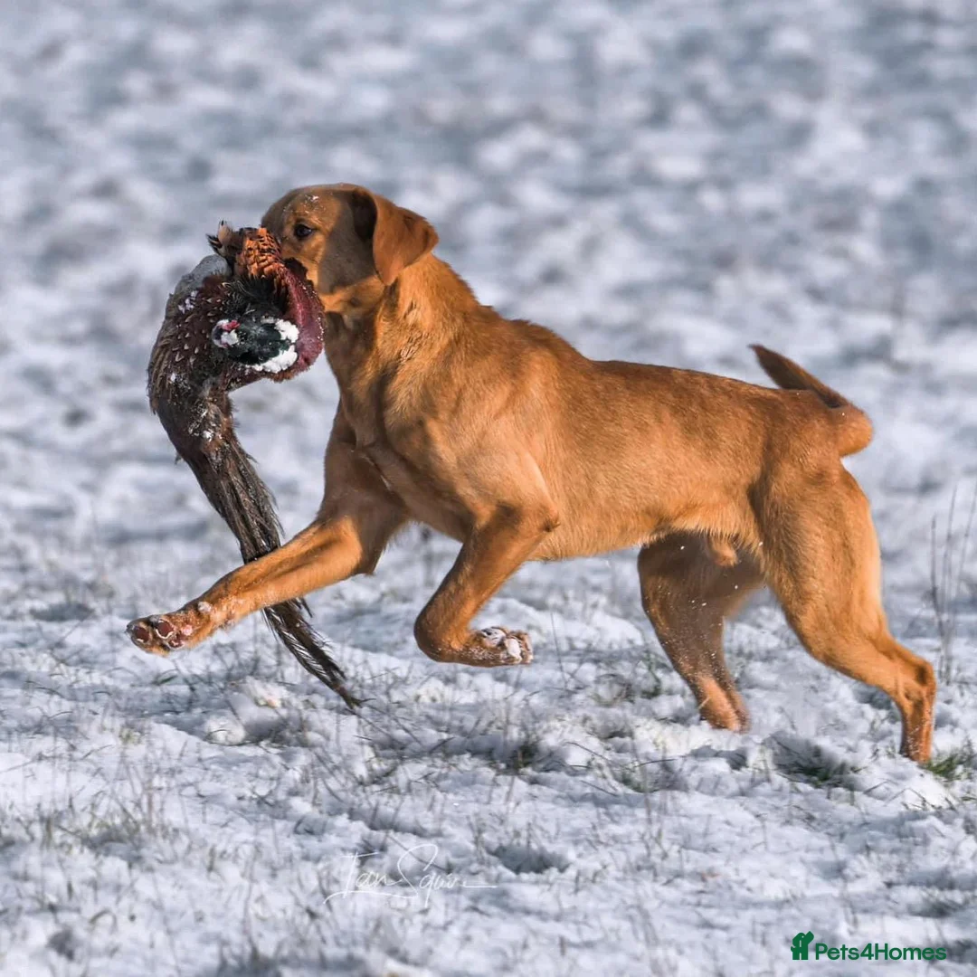 Labrador Retriever dogs for stud: HEALTH TESTED FOX RED LABRADOR (OFTW X FTCH)  in Grantham - Advert 5