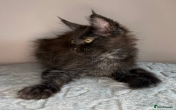 Maine Coon cats for sale: Russian Line maine coon kittens  in Market Rasen - Image 9