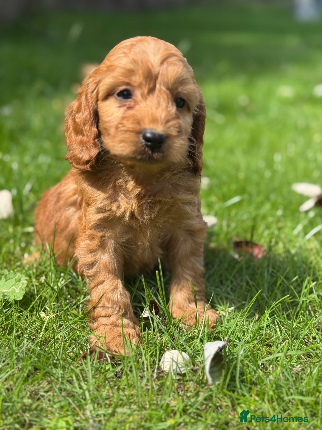 Cockapoo dogs for sale: BEAUTIFUL RED F1 COCKAPOO’S HEALTH TESTED PARENTS  - Image 16