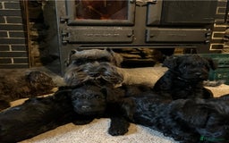Miniature Schnauzer dogs for sale: KC miniature schnauzer puppies  - Image 20