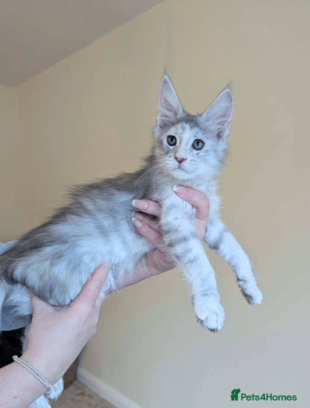 Maine Coon cats for sale: Championed Lined Registered Maine Coon Kitten  - Advert 2
