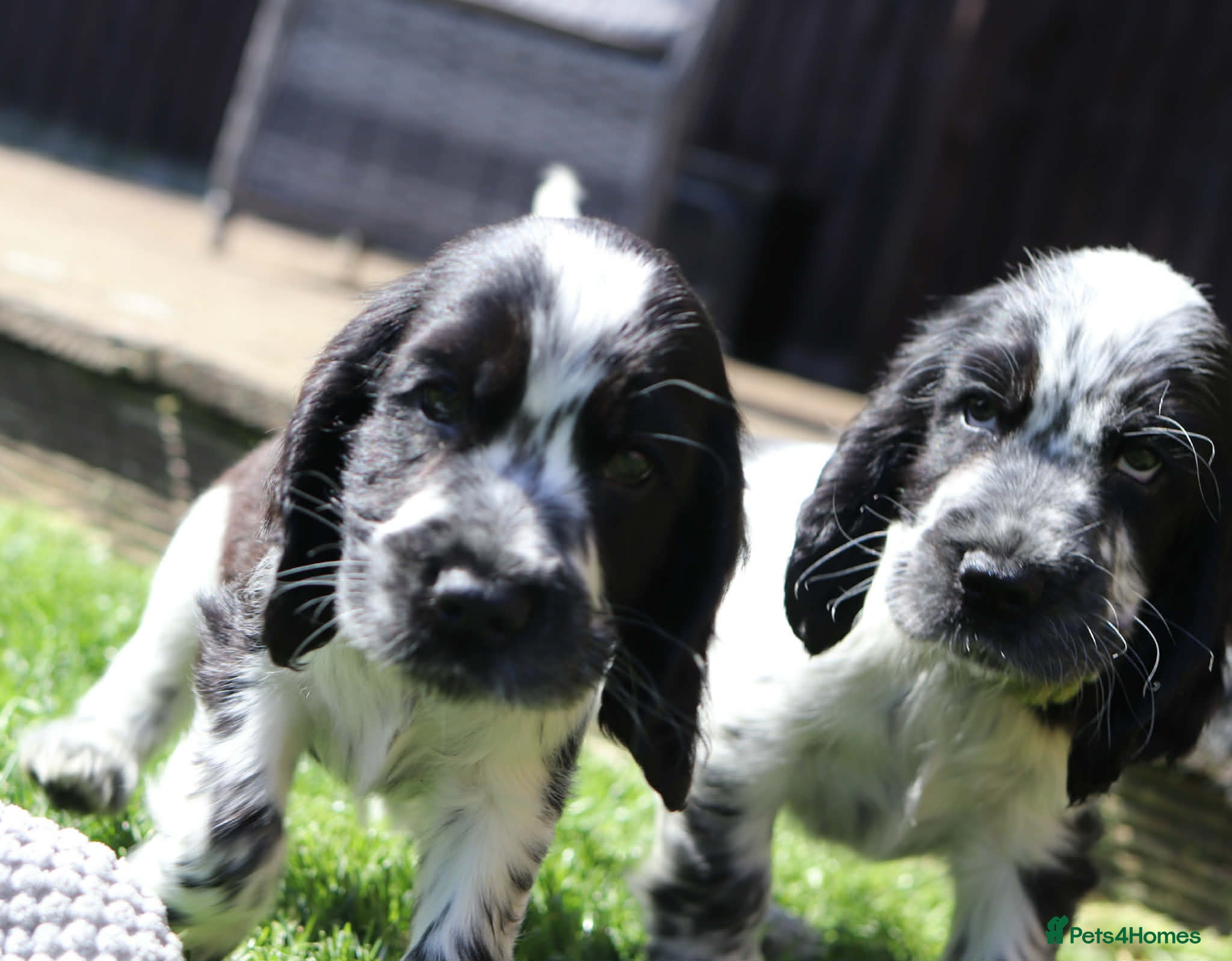 Cocker Spaniel dogs Beautiful show cocker spaniels kc reg 1 boy left  - Advert 17