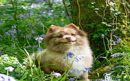 Pomeranian dogs for sale: Xs Pomeranian puppies  - Image 9