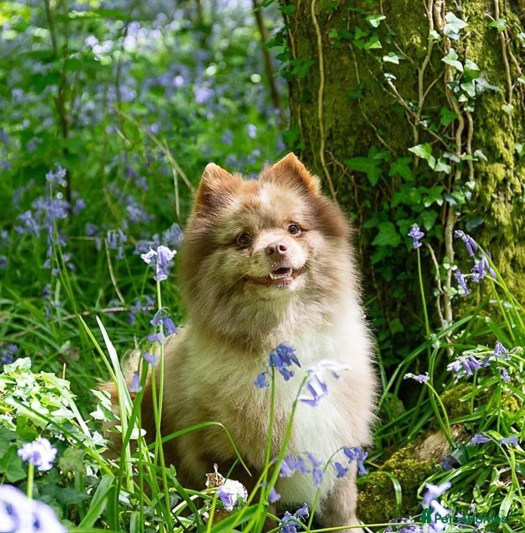 Pomeranian dogs for sale: Xs Pomeranian puppies  - Image 9