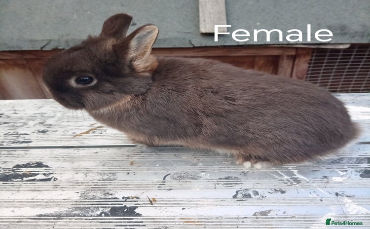 Netherland Dwarf rabbits - Advert 17