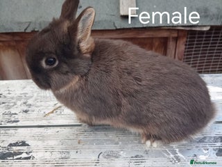 Netherland Dwarf rabbits - Advert 24