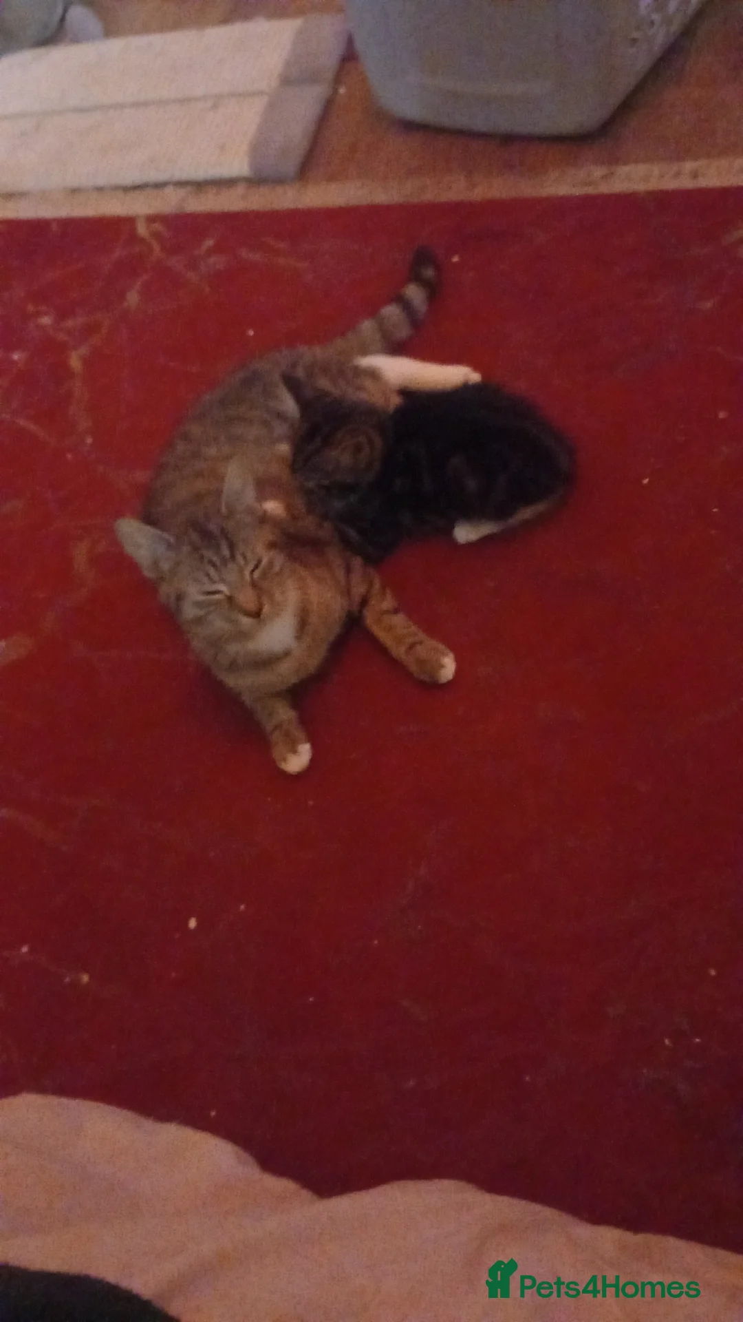 Domestic Shorthair cats for sale: Nelson B and Marshmallow (bonded pair) in Doncaster - Advert 1