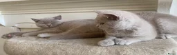 British Shorthair cats for sale: Championship line GCCF British Shorthair Kittens - Advert 5