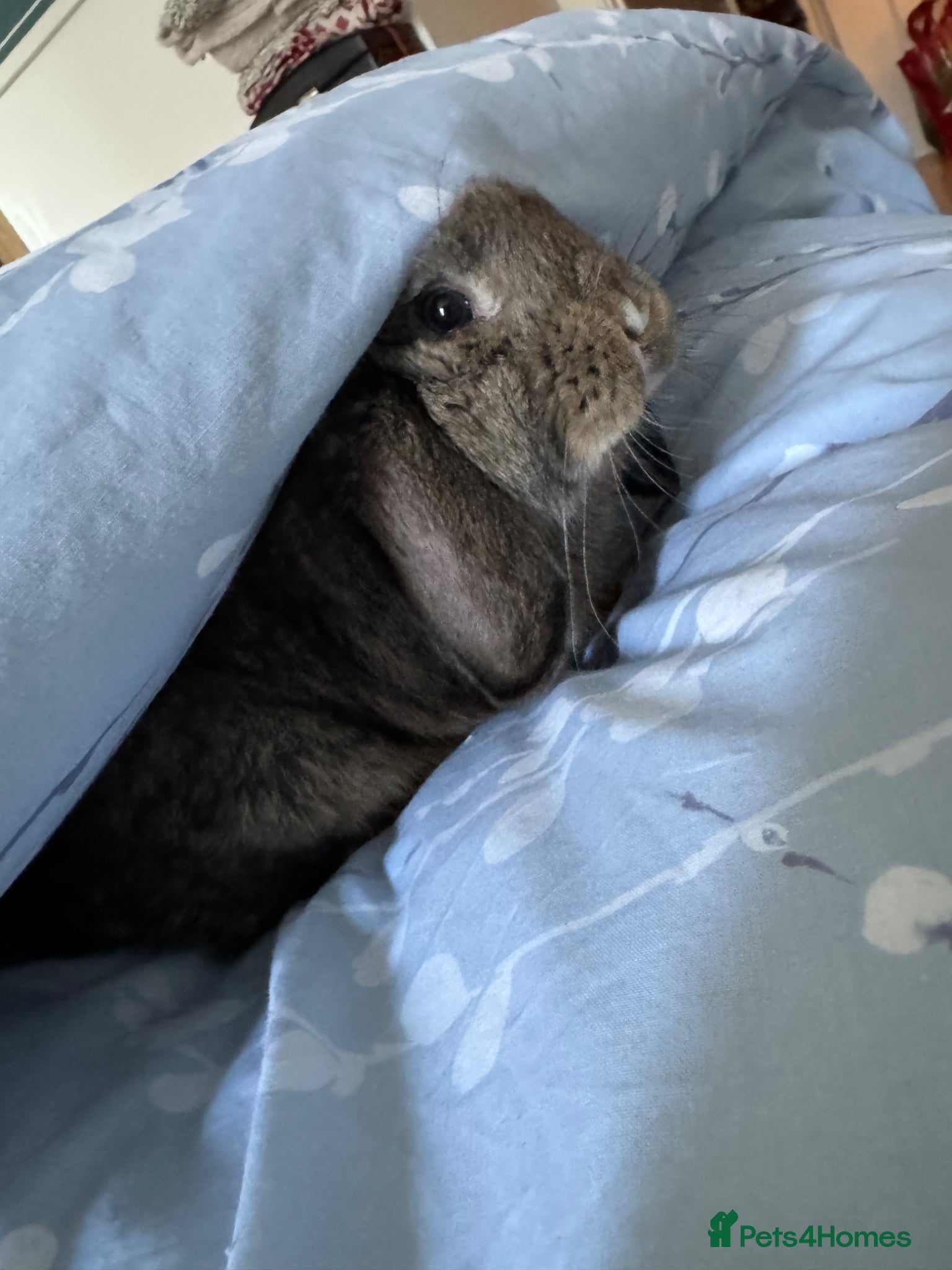 Dwarf Lop rabbits Jupiter is looking for a new home  - Advert 13