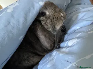 Dwarf Lop rabbits Jupiter is looking for a new home - Advert 2