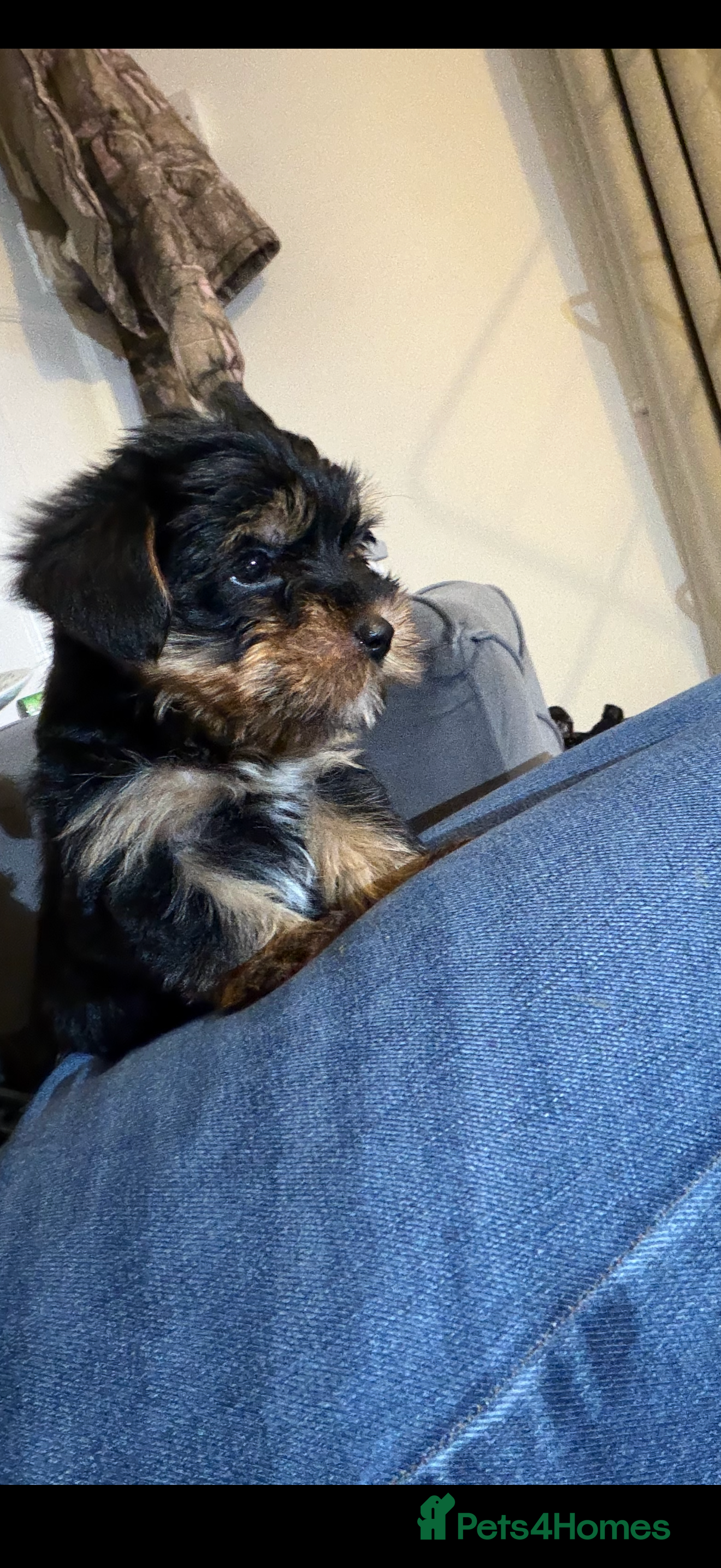 Yorkshire Terrier dogs 🌸 Stunning Yorkshire terrier puppies available 🌸 - Advert 2