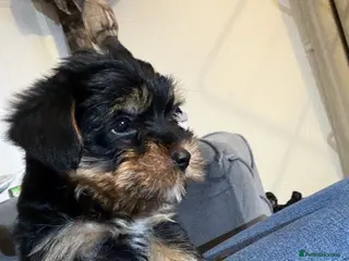 Yorkshire Terrier dogs 🌸 Stunning Yorkshire terrier puppies available 🌸 - Advert 2