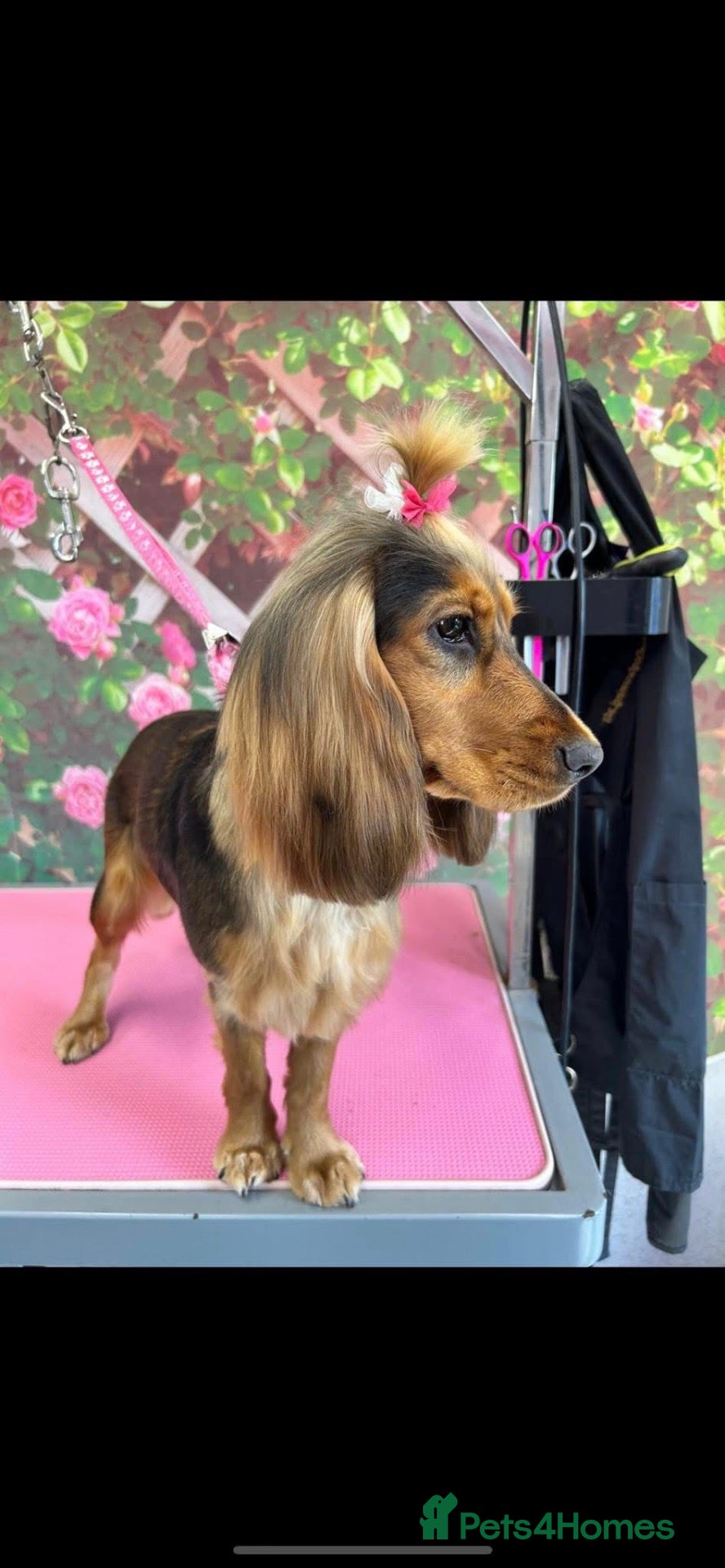 Cockapoo dogs Exceptional merle cockapoo puppies for sale - Advert 2