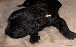 Mixed Breed dogs for sale: 3/4 bedlington  - Image 8