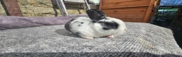 Rex rabbits for sale: Rex & Mini Rex Kits Available - Advert 12