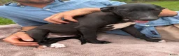 Whippet dogs for sale: Beautiful KC Whippet Puppies - Advert 14