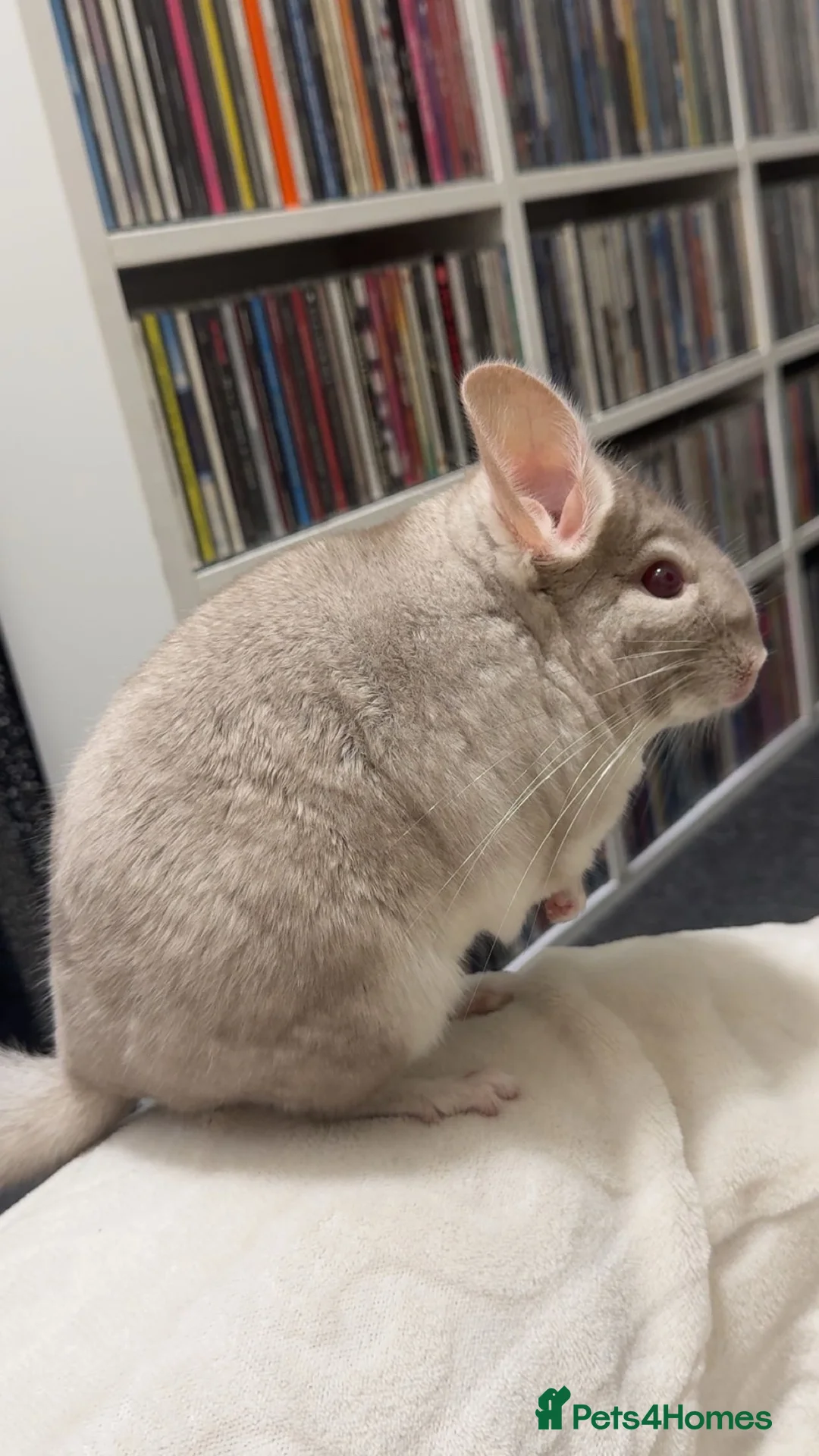 Chinchilla rodents for sale: White male chinchilla  - Advert 3